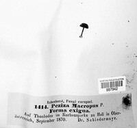 Helvella macropus image